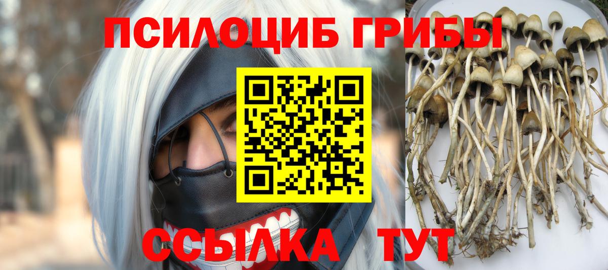 Псилоцибиновые грибы мицелий  наркота  Кизилюрт  Вход с VPN 